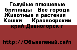 Голубые плюшевые британцы - Все города Животные и растения » Кошки   . Красноярский край,Дивногорск г.